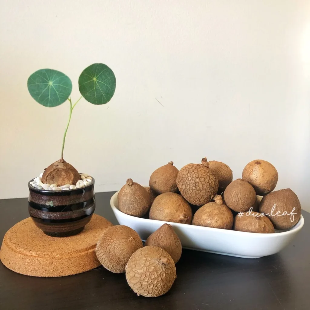 استفانی ارکتا