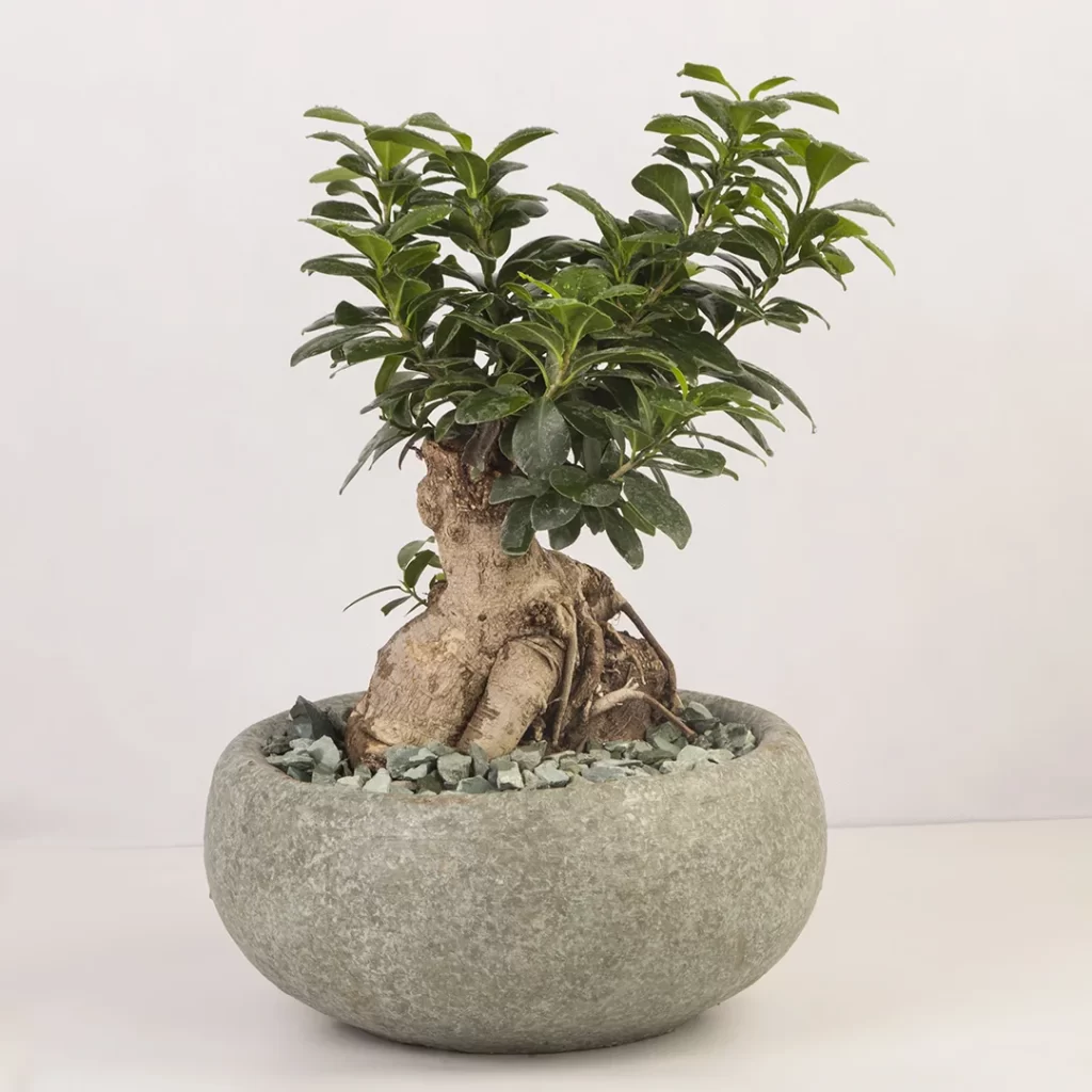 گلدان بونسای جنسينگ