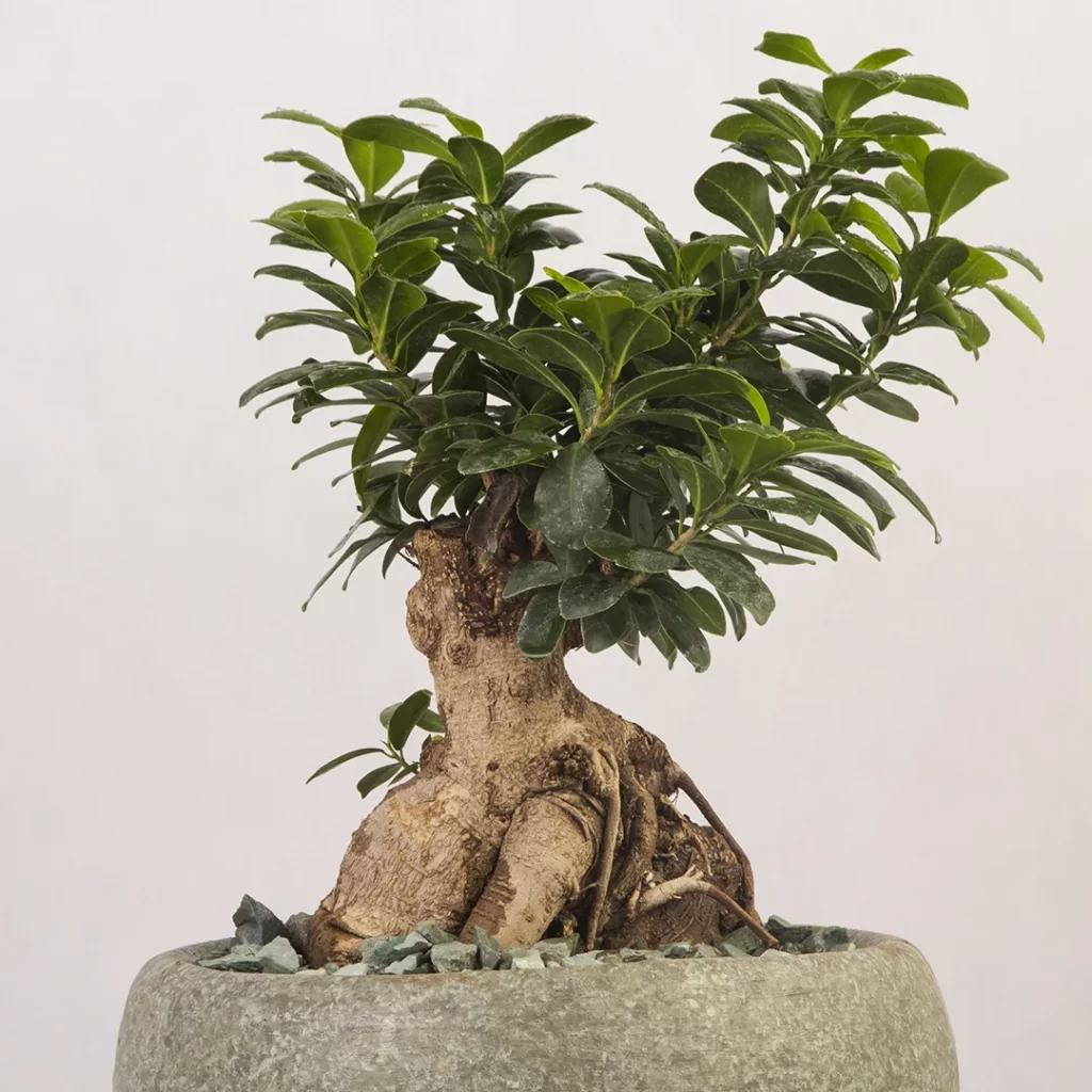 گلدان بونسای جنسينگ - Image 3