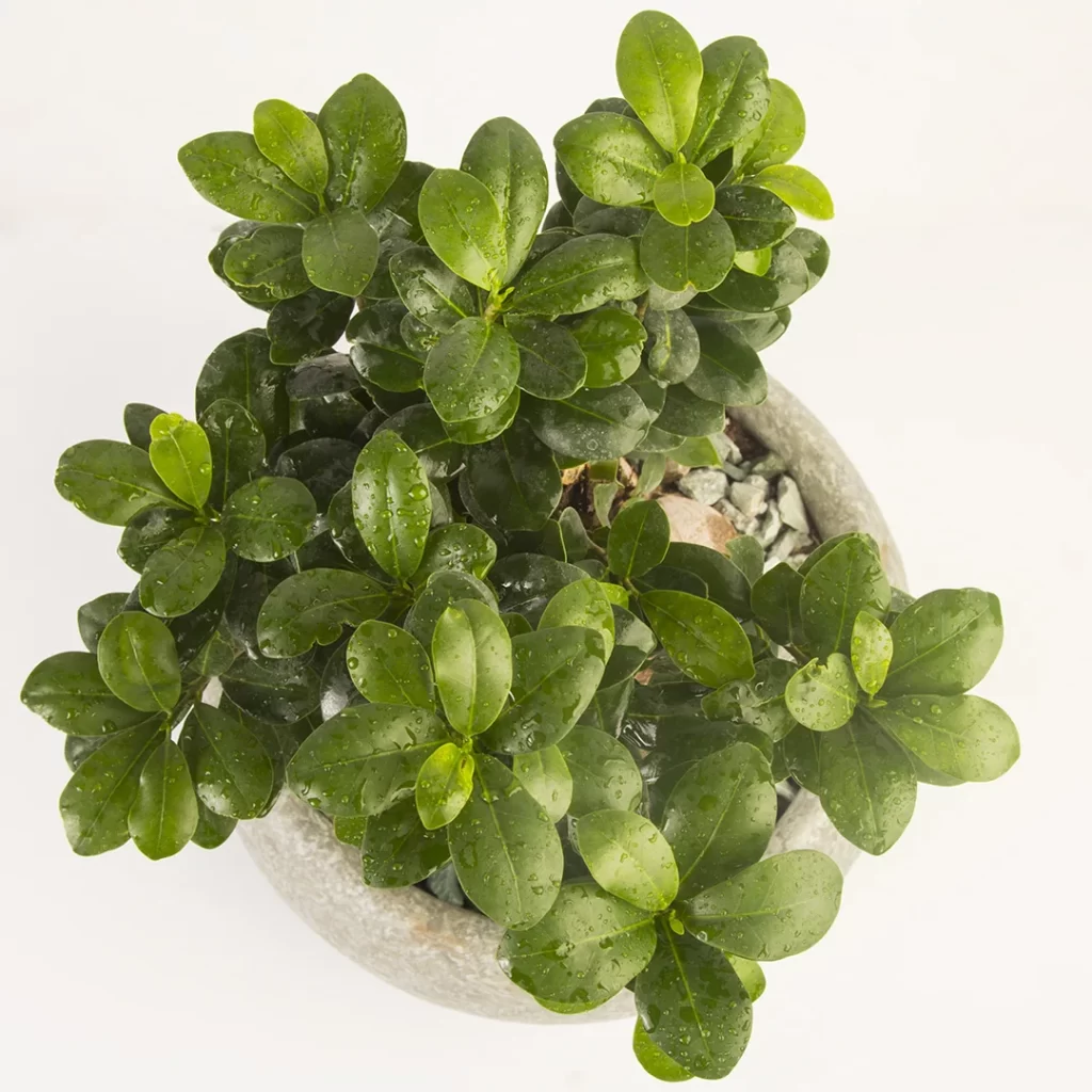 گلدان بونسای جنسينگ - Image 4