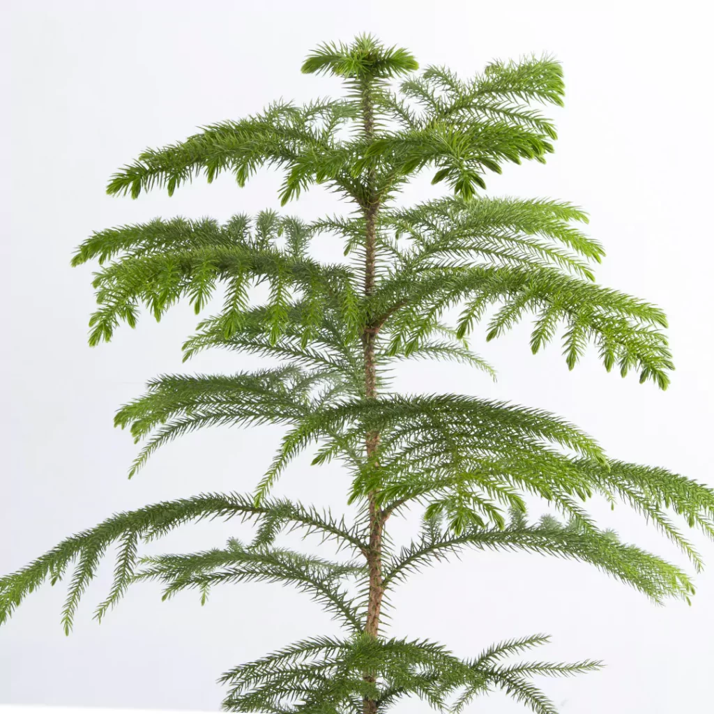 گلدان کاج مطبق - Image 2