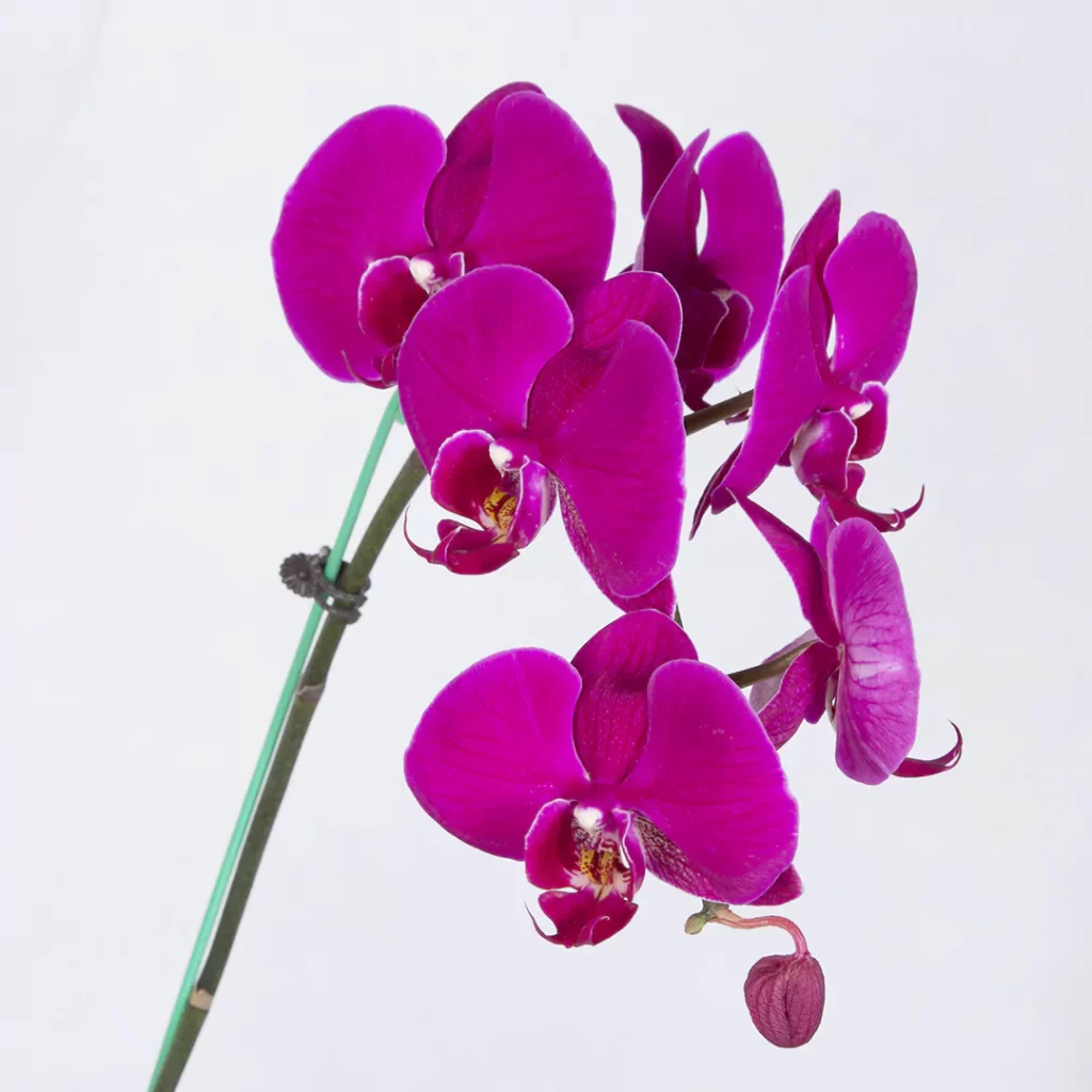گلدان گل ارکیده بنفش - Image 3
