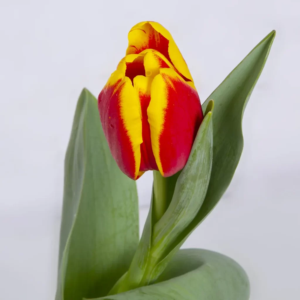 گلدان گل لاله هلویی - Image 2