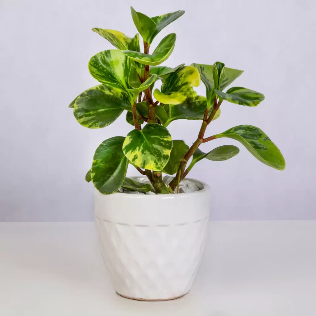 گیاه آپارتمانی قاشقی