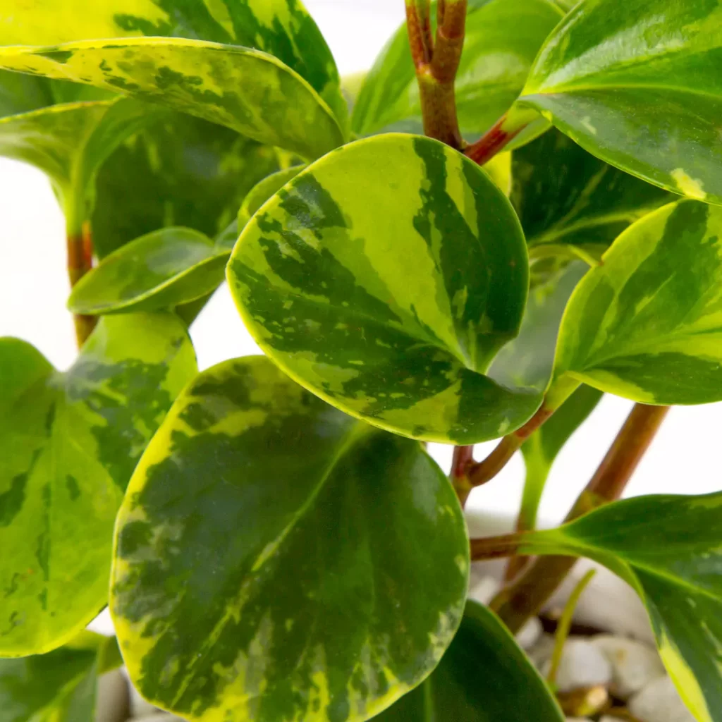 گیاه آپارتمانی قاشقی