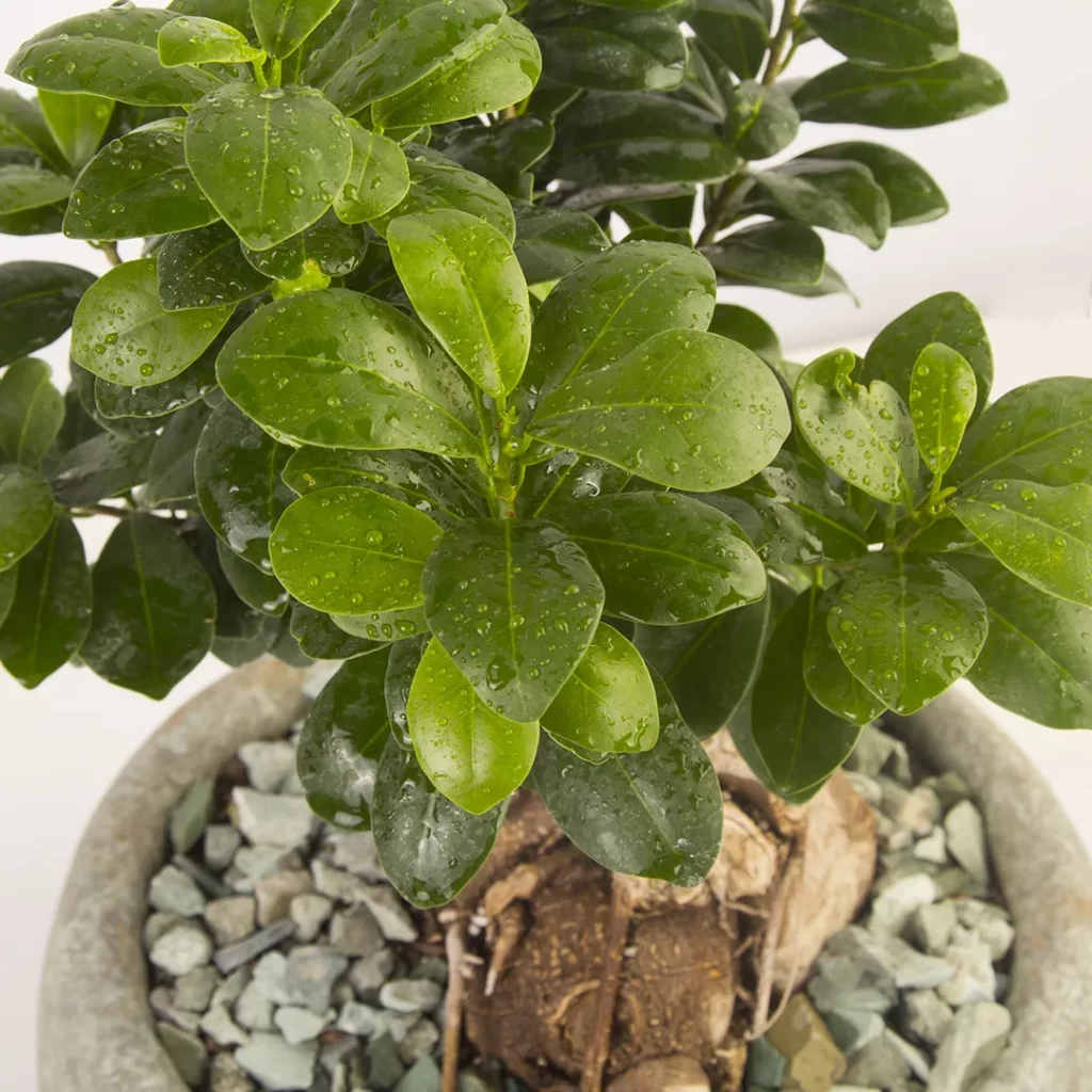 گلدان بونسای جنسينگ - Image 2