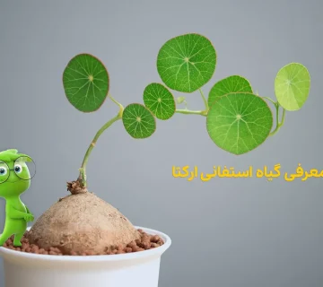 گیاه استفانی ارکتا
