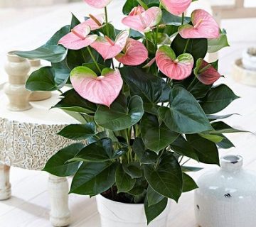 گل آنتوریوم