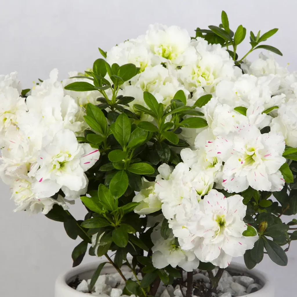 گلدان گل آزالیا سفید