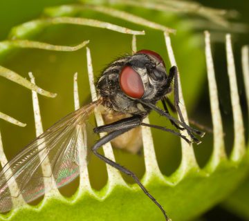 ونوس حشره‌خوار