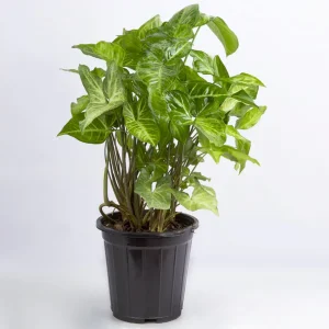 گیاه سینگونیوم