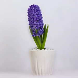 گلدان گل سنبل بنفش