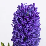 گلدان گل سنبل بنفش