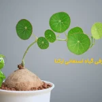 استفانی ارکتا