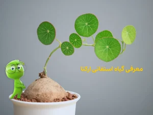 استفانی ارکتا
