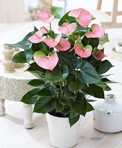 گیاه آنتوریوم