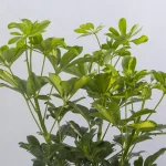 گیاه آپارتمانی شفلرا - Image 3