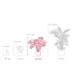 فیکوس بنجامین ابلق - Image 2