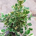 فیکوس دلتا ابلق - Image 2