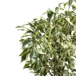 فیکوس بنجامین ابلق