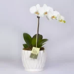 گلدان گل ارکیده سفید
