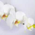 گلدان گل ارکیده سفید